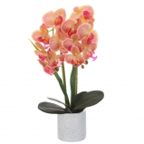 785698 Цветочная композиция "Орхидея", L20 W20 H50 см